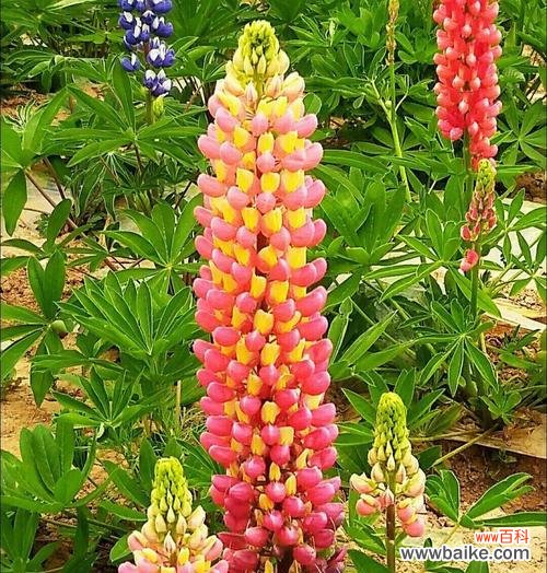 豆豆球花语代表了什么？