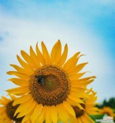 哪种花象征阳光开朗？向上精神的花语是什么？