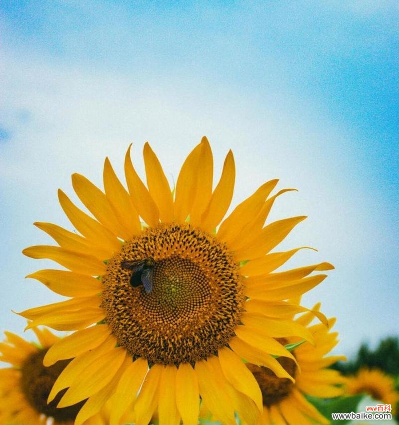 哪种花象征阳光开朗?向上精神的花语是什么?