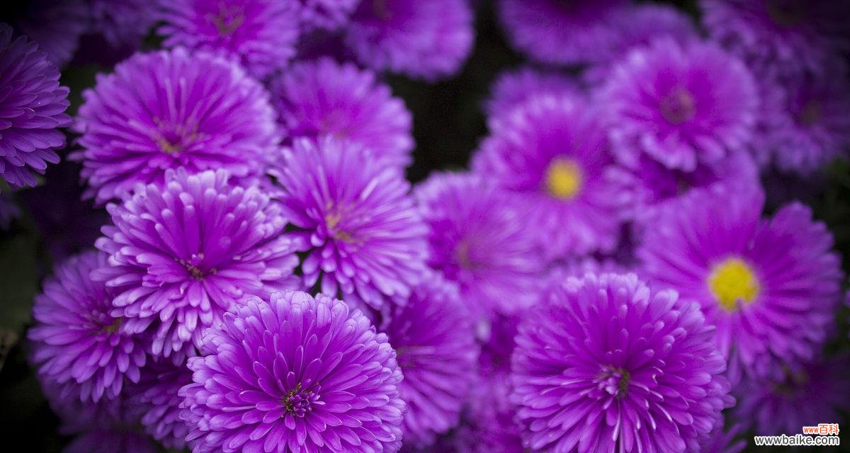 紫色菊花的花语是什么?它象征着什么?