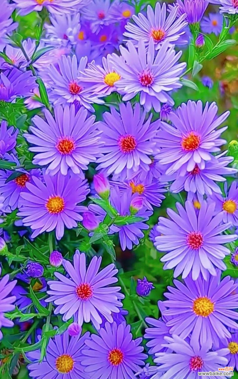 紫色菊花的花语是什么?它象征着什么?