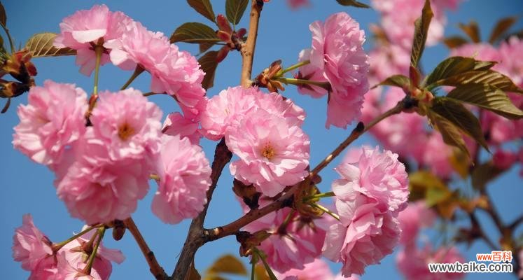 樱花的花语有哪些含义?