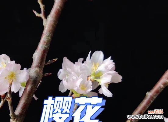 樱花的花语有哪些含义?