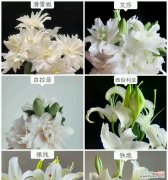 女士香水清新花语代表什么含义？