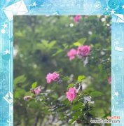 自我的花和花语有何深层含义？