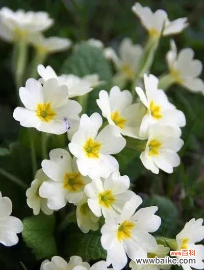 花语中叶头发的颜色代表什么?它有什么象征意义?