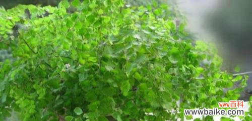 花语中叶头发的颜色代表什么?它有什么象征意义?