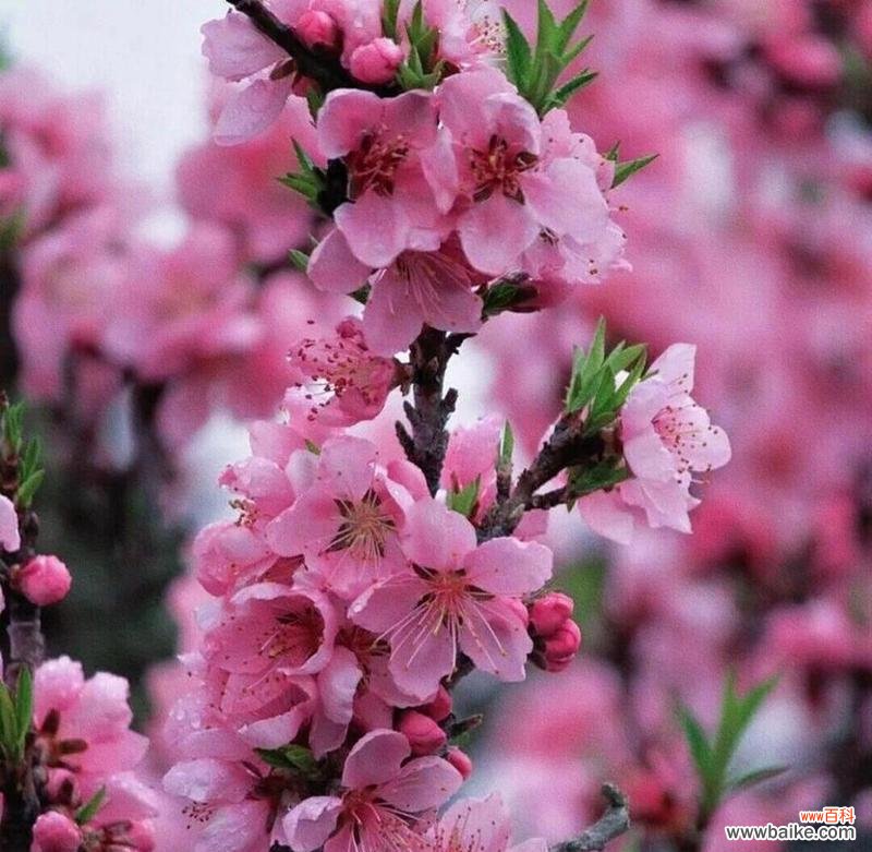 哪种花的花语寓意着桃花运?