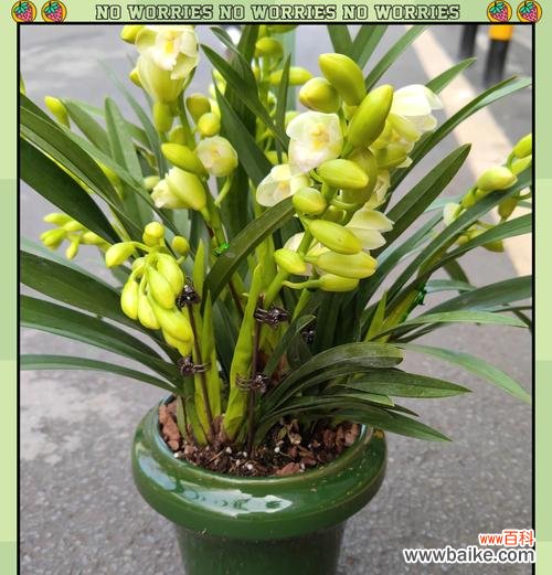 哪种花的花语寓意着桃花运?