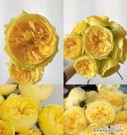 道具奶奶呵护的花语有何含义?