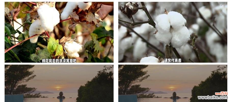 蓝棉花的花语代表什么?