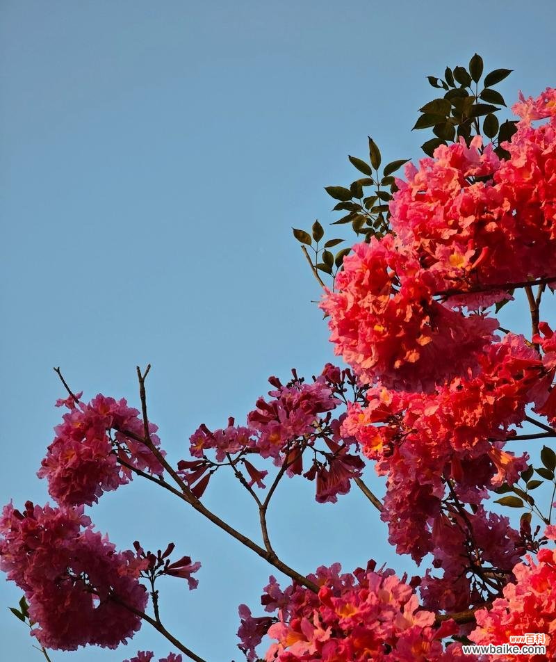 哪种花的花语是放肆追求享乐？它的含义是什么？