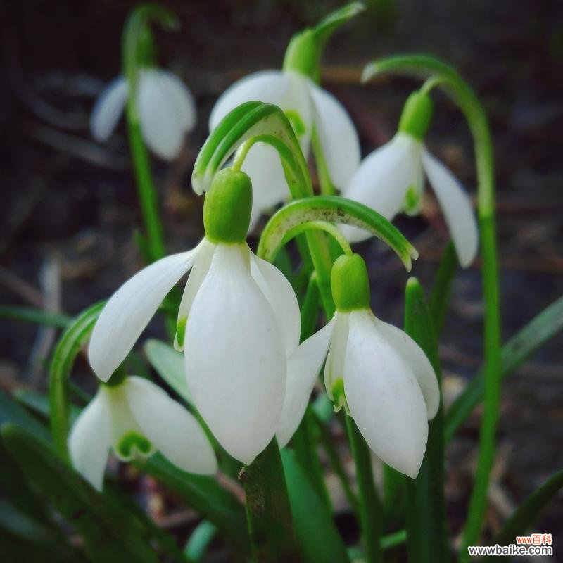 哪种花的花语是放肆追求享乐？它的含义是什么？