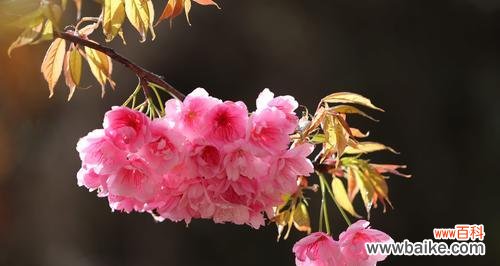 探寻樱花的美丽与哲理 樱花花语与寓意