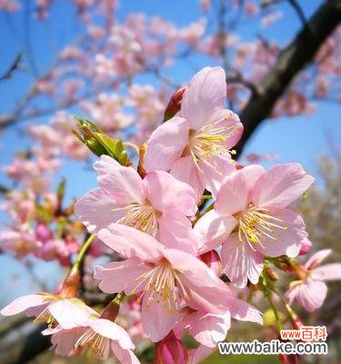 探寻樱花花语的深意 樱花的美丽与象征意义