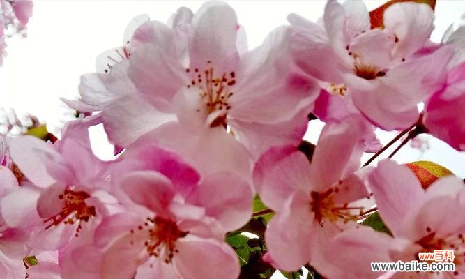 探寻樱花花语的深意 樱花的美丽与象征意义