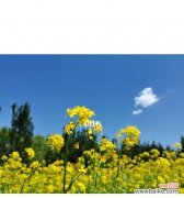 美丽的油菜花传递着什么样的信息？ 油菜花的花语与寓意