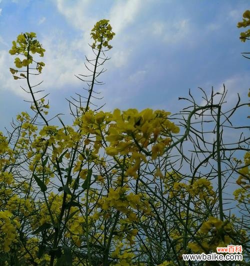 美丽的油菜花传递着什么样的信息? 油菜花的花语与寓意