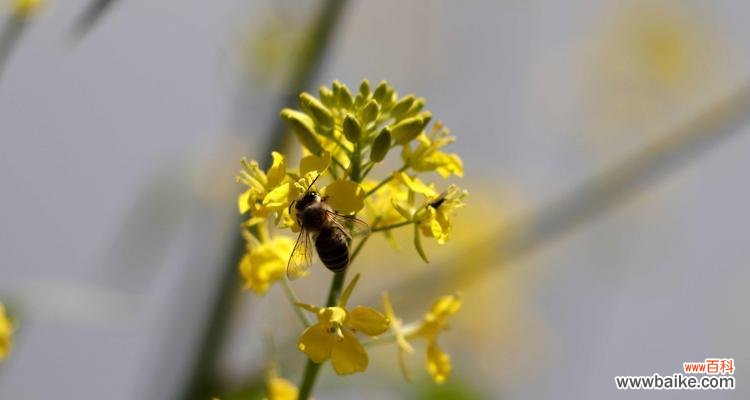 美丽的油菜花传递着什么样的信息? 油菜花的花语与寓意
