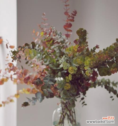 尤加利花语的历史渊源与文化传承 尤加利花语的意义与传承