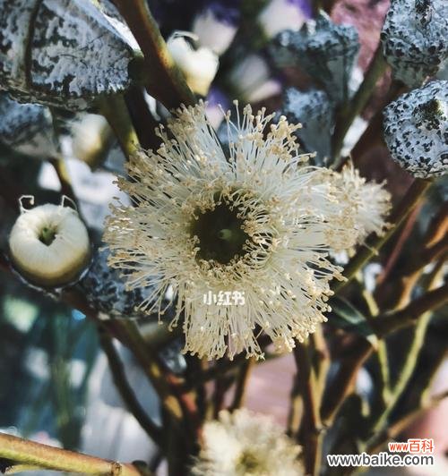 尤加利花语的历史渊源与文化传承 尤加利花语的意义与传承