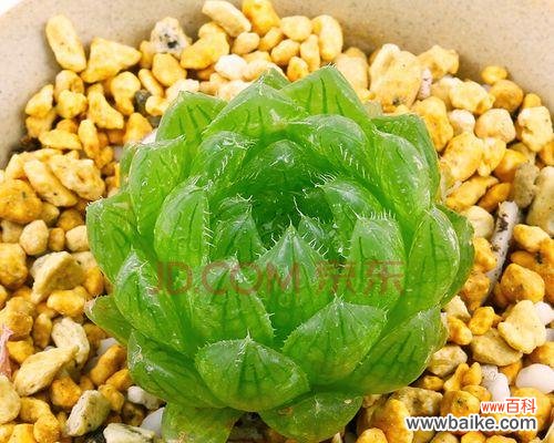 绽放的幸福，凝聚的纯真 樱水晶花语寓意深刻的象征之美