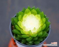 绽放的幸福，凝聚的纯真 樱水晶花语寓意深刻的象征之美