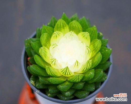 绽放的幸福，凝聚的纯真 樱水晶花语寓意深刻的象征之美