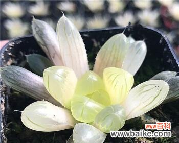 绽放的幸福，凝聚的纯真 樱水晶花语寓意深刻的象征之美