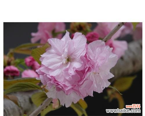 探索樱花的美丽与深意 樱花花语的象征寓意