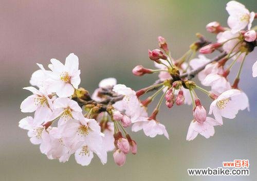 探索樱花的美丽与深意 樱花花语的象征寓意