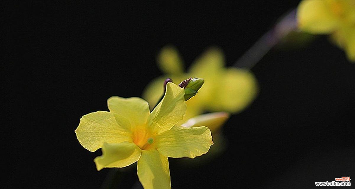 春天的使者，寓意美好的迎春花 迎春花的花语与象征