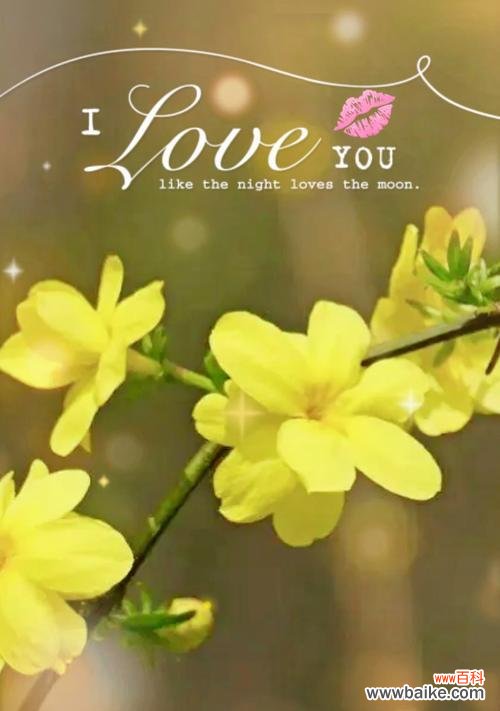 春天的使者，寓意美好的迎春花 迎春花的花语与象征