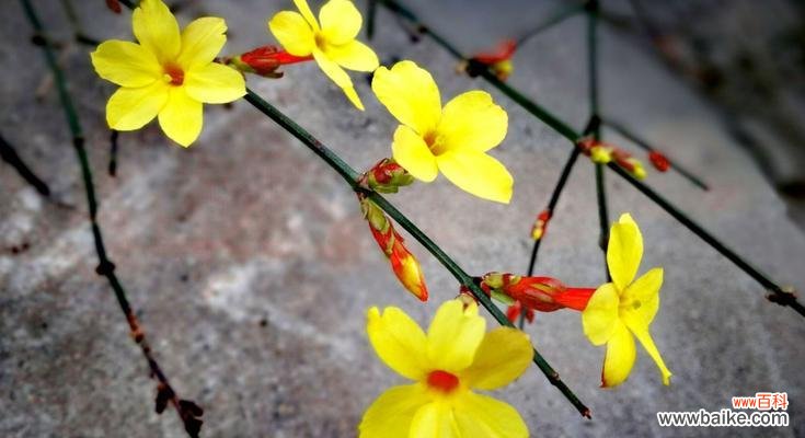 迎春花的花语及其寓意 迎春花