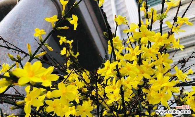 迎春花的花语及其寓意 迎春花