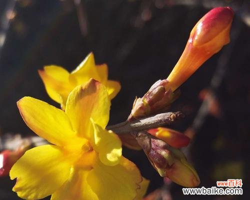 迎春花的花语及其寓意 迎春花