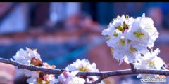 樱桃花开启心灵的温暖世界 樱桃花的花语