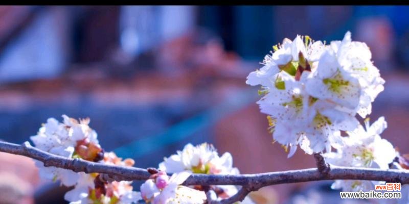 樱桃花开启心灵的温暖世界 樱桃花的花语