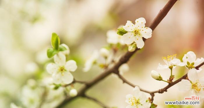 樱桃花开启心灵的温暖世界 樱桃花的花语