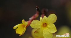 迎春花给你带来的美好寓意 迎春花的花语及寓意解读