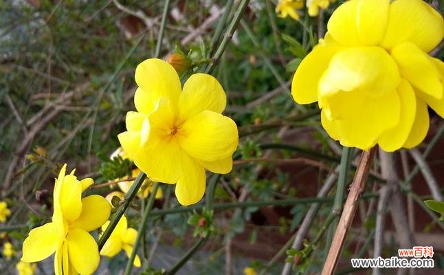 迎春花给你带来的美好寓意 迎春花的花语及寓意解读