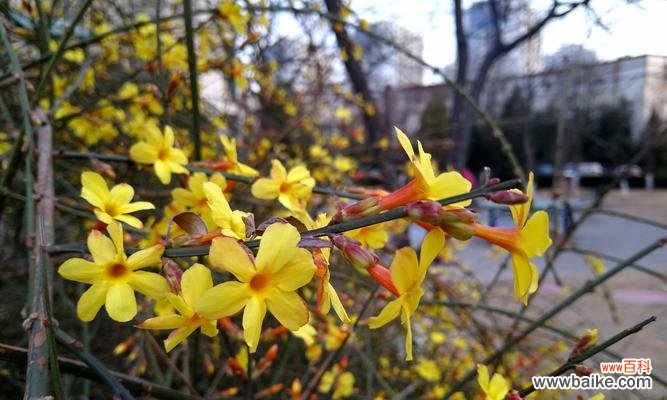 迎春花的美丽与希望 迎春花的象征意义及文化传承