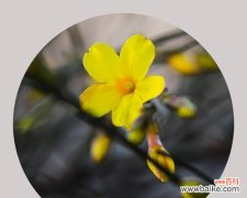 迎春花的美丽与希望 迎春花的象征意义及文化传承