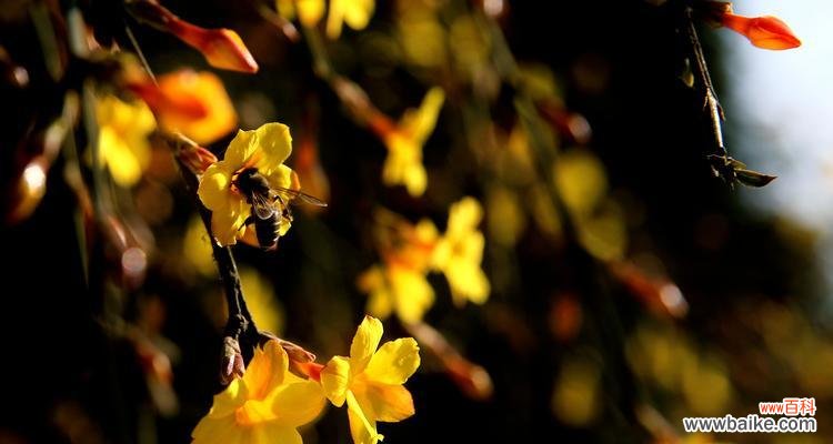 迎春花的美丽与希望 迎春花的象征意义及文化传承