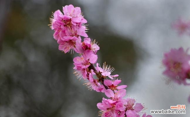 探索榆叶梅花语言背后的深刻内涵 榆叶梅花语的美丽寓意