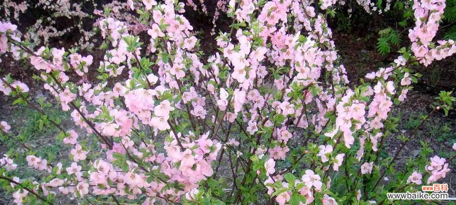 探索榆叶梅花语言背后的深刻内涵 榆叶梅花语的美丽寓意