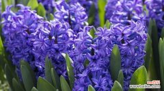 探索常见花卉的深层含义 花卉的寓意与意义