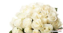 纯洁 一束白玫瑰的深意