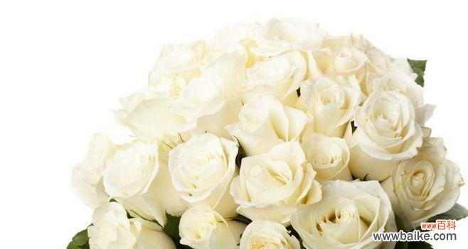 纯洁 一束白玫瑰的深意