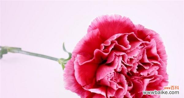 以一支康乃馨代表的意义及其象征性 康乃馨,爱与坚韧的象征